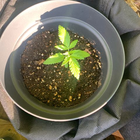 Night Queen 2 seeds growlog photo: N&q 1