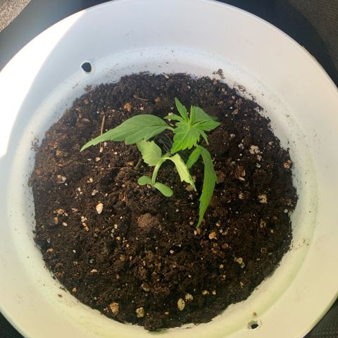 Night Queen 2 seeds growlog photo: N&q#2