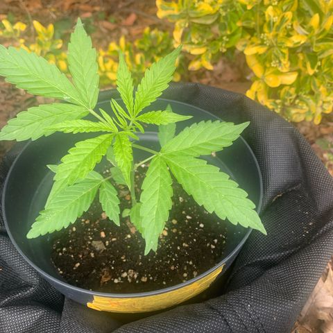 Night Queen 2 seeds growlog photo: Nq#1