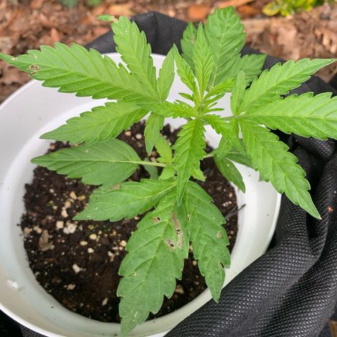 Night Queen 2 seeds growlog photo: Nq#2