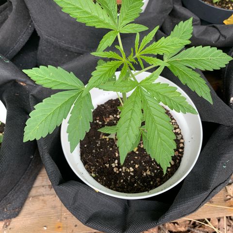 Auto Euforia 2 seeds  growlog photo: Euforia#2