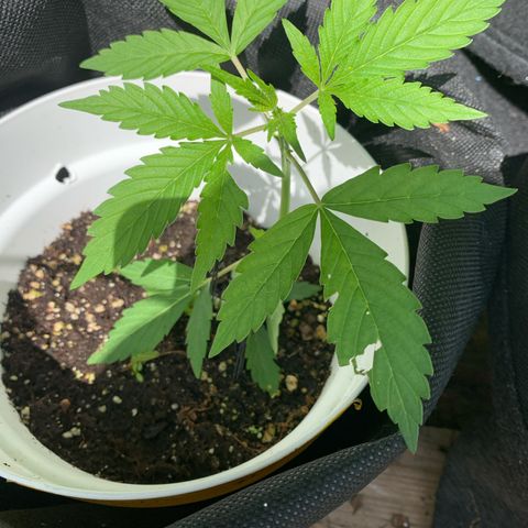 Auto Euforia 2 seeds  growlog photo: Euforia#1