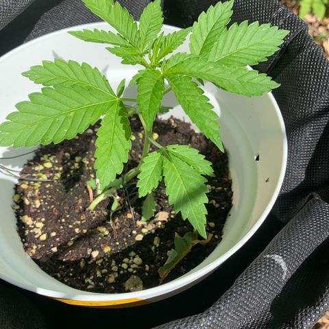 AutoWhite Widow 2 seeds  growlog photo: W&w#2