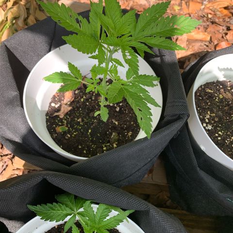 AutoWhite Widow 2 seeds  growlog photo: W&w1