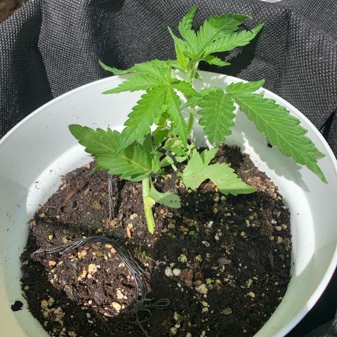 1)Auto Mimosa Punch 2)Auto Sweet Bourbon Sweet Kush  growlog photo: Sweet kush 