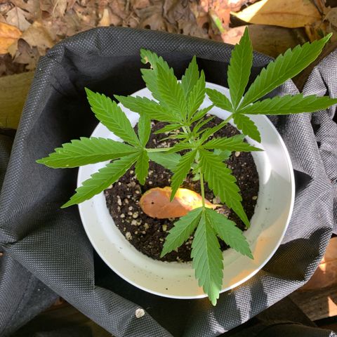 1)Auto Mimosa Punch 2)Auto Sweet Bourbon Sweet Kush  growlog photo: Mimosa punch