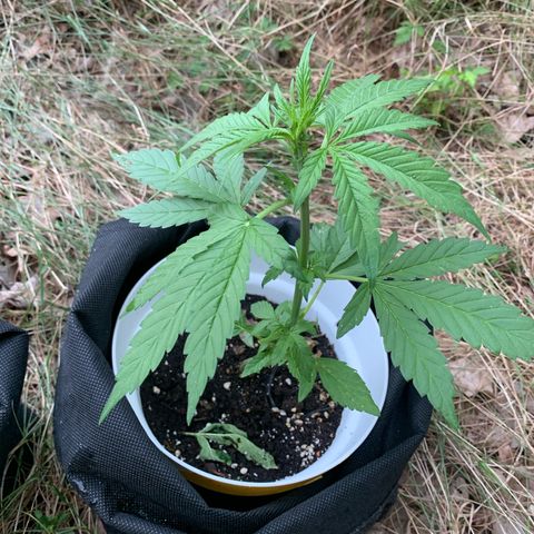 Night Queen 2 seeds growlog photo: N&q #2