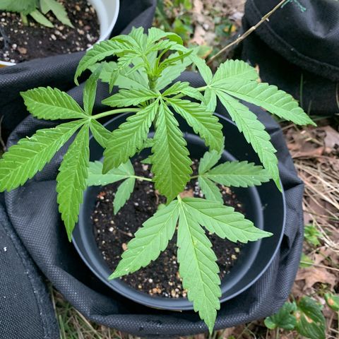 Night Queen 2 seeds growlog photo: N&q #1