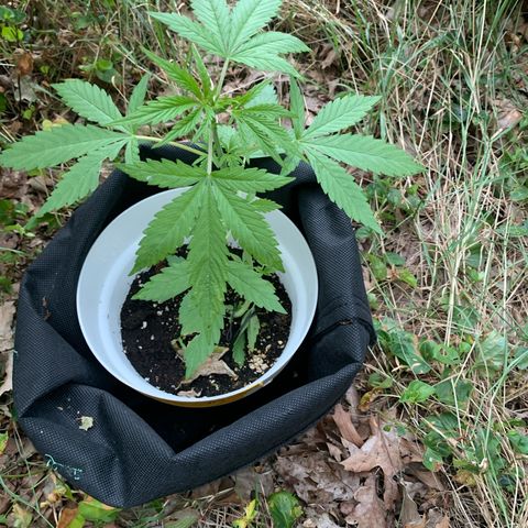 Auto Euforia 2 seeds  growlog photo: Euforia#1