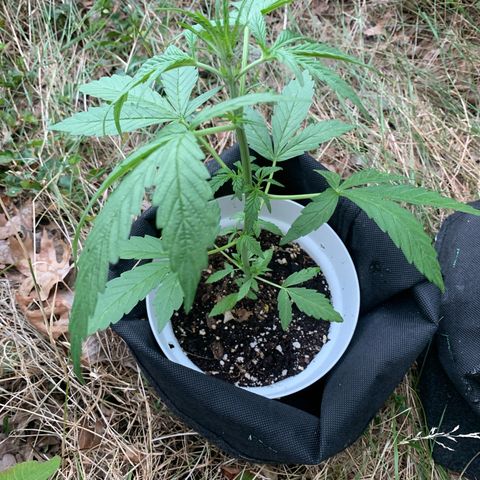Auto Euforia 2 seeds  growlog photo: Euforia #2