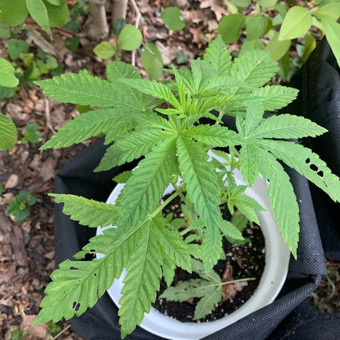 AutoWhite Widow 2 seeds  growlog photo: W&w#1