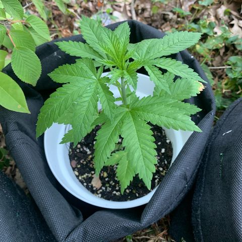 AutoWhite Widow 2 seeds  growlog photo: W&w #2