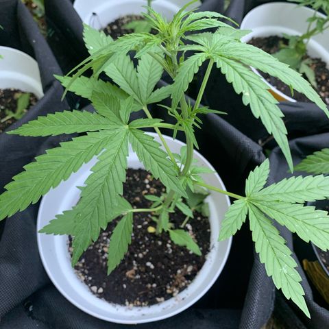 1)Auto Mimosa Punch 2)Auto Sweet Bourbon Sweet Kush  growlog photo: Mimosa punch