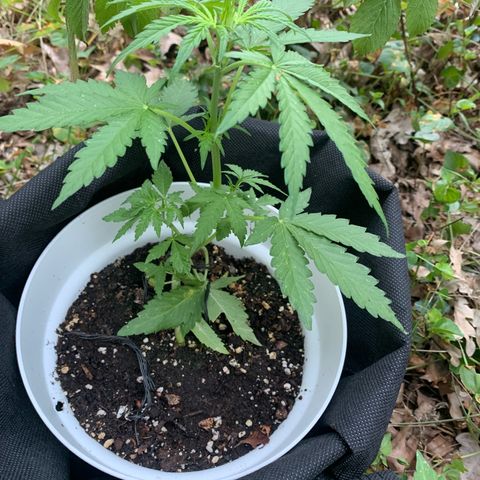 1)Auto Mimosa Punch 2)Auto Sweet Bourbon Sweet Kush  growlog photo: Bourbon kush