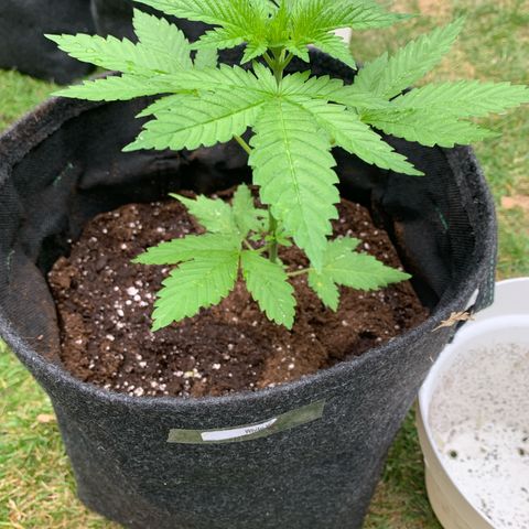 AutoWhite Widow 2 seeds  growlog photo: W&w2