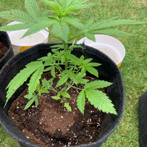 AutoWhite Widow 2 seeds  growlog photo: W&w 1