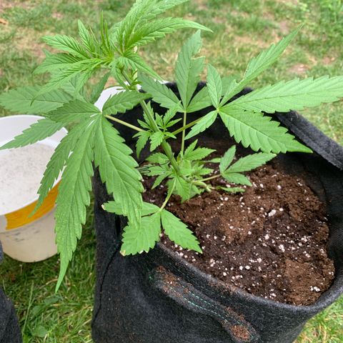 Auto Euforia 2 seeds  growlog photo: Euforia #1
