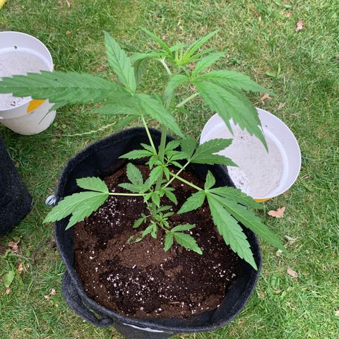 Auto Euforia 2 seeds  growlog photo: Euforia #2