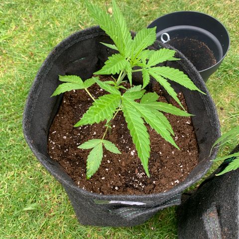 Night Queen 2 seeds growlog photo: N&q #1