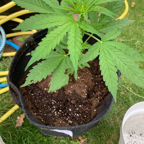 Night Queen 2 seeds growlog photo: N&q#2