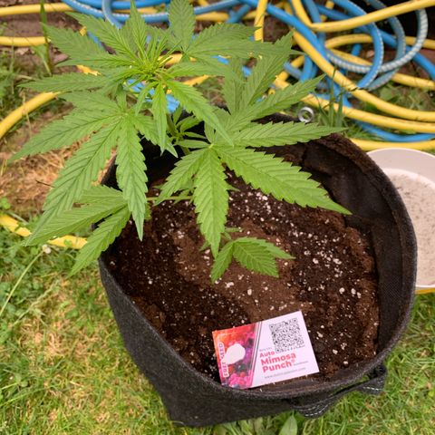 1)Auto Mimosa Punch 2)Auto Sweet Bourbon Sweet Kush  growlog timeline photo