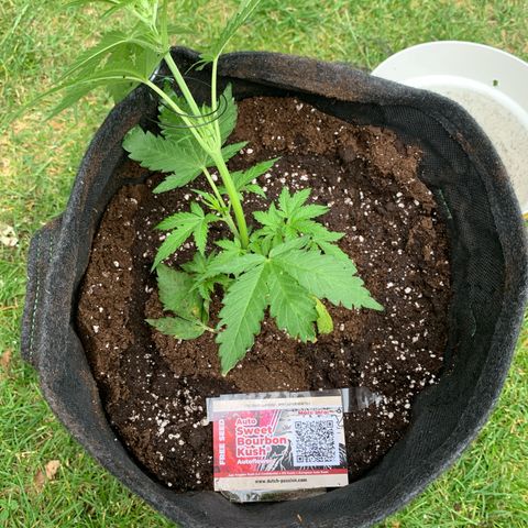 1)Auto Mimosa Punch 2)Auto Sweet Bourbon Sweet Kush  growlog timeline photo