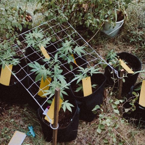 Auto Euforia 2 seeds  growlog timeline photo
