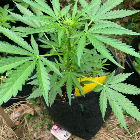 1)Auto Mimosa Punch 2)Auto Sweet Bourbon Sweet Kush  growlog photo: Bourbon kush