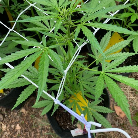 1)Auto Mimosa Punch 2)Auto Sweet Bourbon Sweet Kush  growlog photo: Mimosa punch