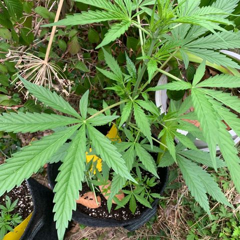 Auto Euforia 2 seeds  growlog photo: Euforia #1