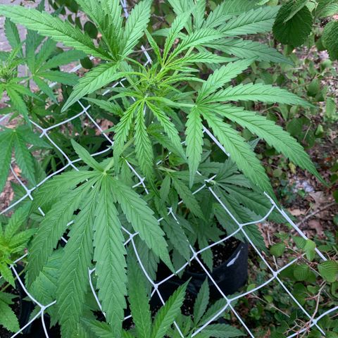 Auto Euforia 2 seeds  growlog photo: Euforia #2