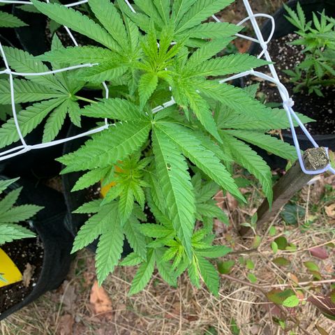AutoWhite Widow 2 seeds  growlog photo: W&w #1