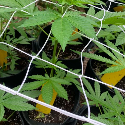 AutoWhite Widow 2 seeds  growlog photo: W&w#1