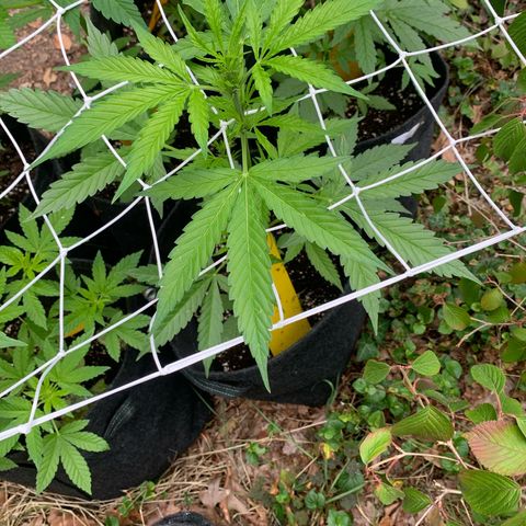 Night Queen 2 seeds growlog photo: N&q#1