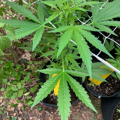 Night Queen 2 seeds growlog photo: N&q#2