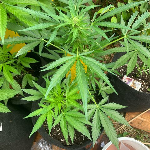 1)Auto Mimosa Punch 2)Auto Sweet Bourbon Sweet Kush  growlog photo: Borbon kush