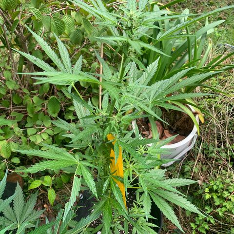 1)Auto Mimosa Punch 2)Auto Sweet Bourbon Sweet Kush  growlog photo: Mimosa punch 