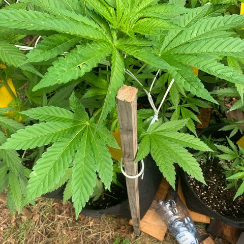 AutoWhite Widow 2 seeds  growlog photo: W&w #2