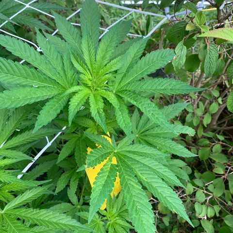 AutoWhite Widow 2 seeds  growlog photo: W&w#1