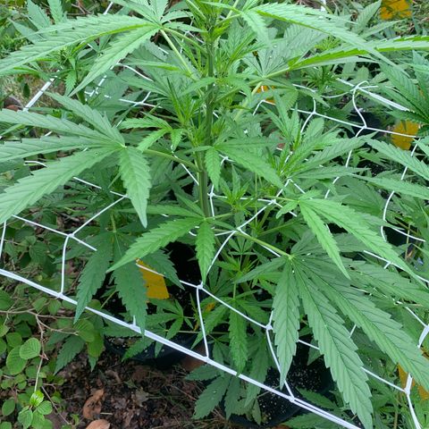 Auto Euforia 2 seeds  growlog photo: Euforia #2