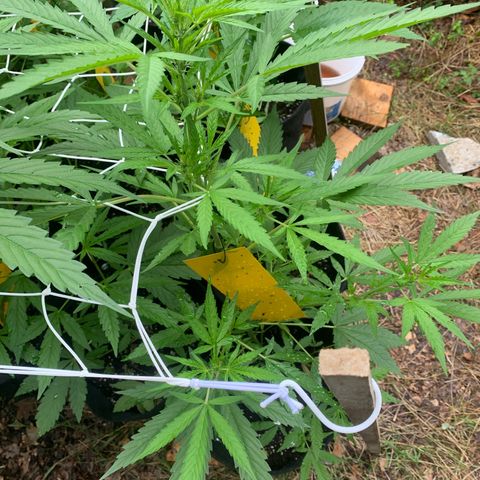 Auto Euforia 2 seeds  growlog photo: Euforia #1