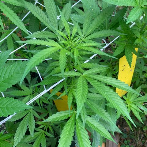 Night Queen 2 seeds growlog photo: Nq#1
