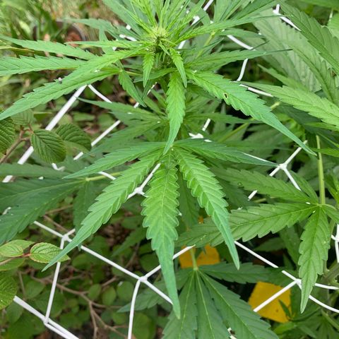 Night Queen 2 seeds growlog photo: Nq#2