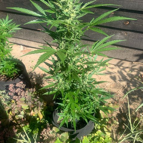 1)Auto Mimosa Punch 2)Auto Sweet Bourbon Sweet Kush  growlog photo: Mimosa punch 