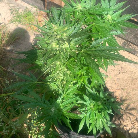 1)Auto Mimosa Punch 2)Auto Sweet Bourbon Sweet Kush  growlog photo: Bourbon kush