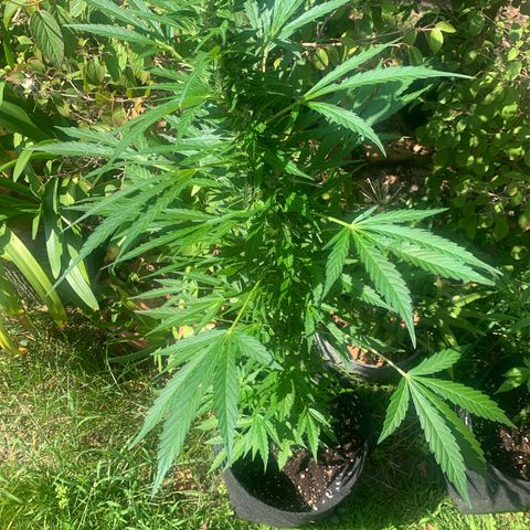 Night Queen 2 seeds growlog photo: Nq#1