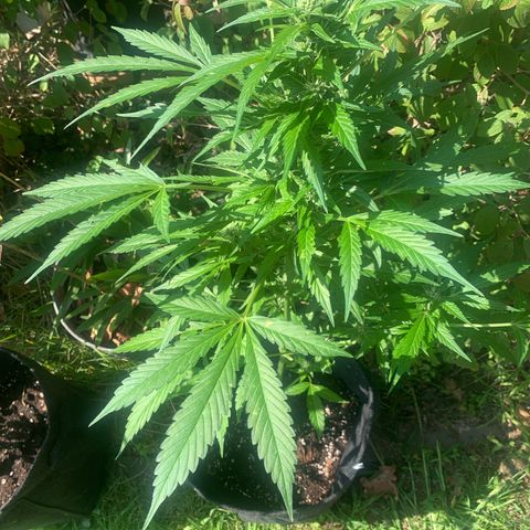 Night Queen 2 seeds growlog photo: Nq#2