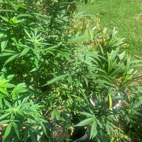 Auto Euforia 2 seeds  growlog photo: Euforia#1