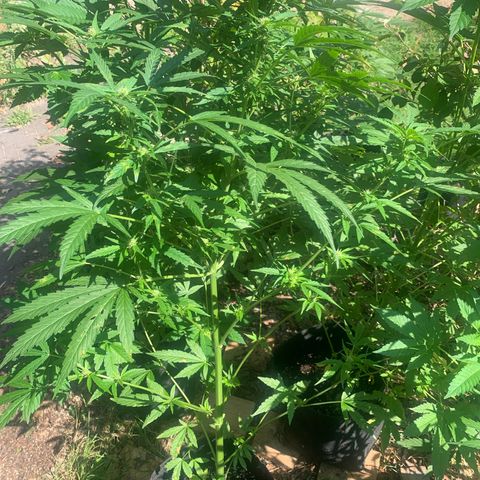 Auto Euforia 2 seeds  growlog photo: Euforia#2