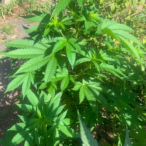 AutoWhite Widow 2 seeds  growlog photo: W&w#1